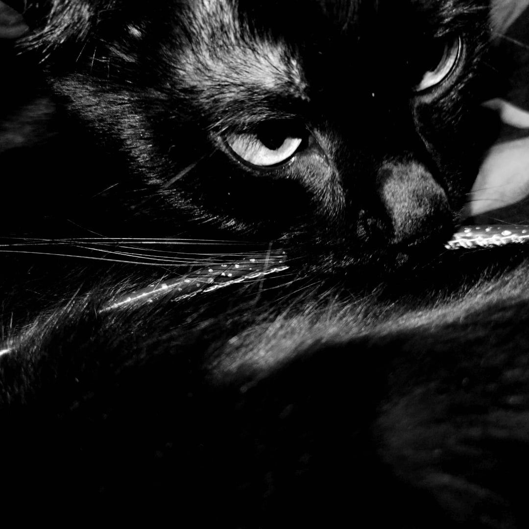 pokz:)) — profile picture of PrimalCom's owner